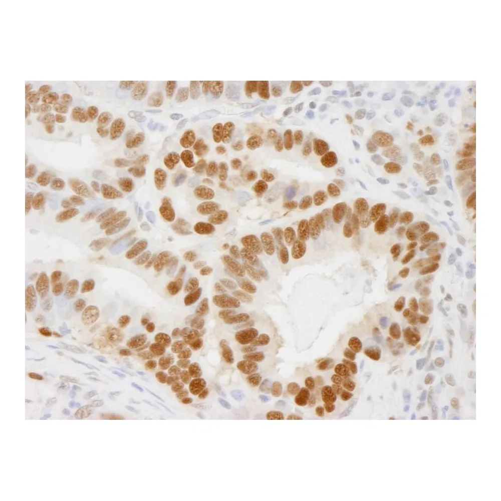 Rabbit anti-PCNA IHC Antibody, Affinity Purified