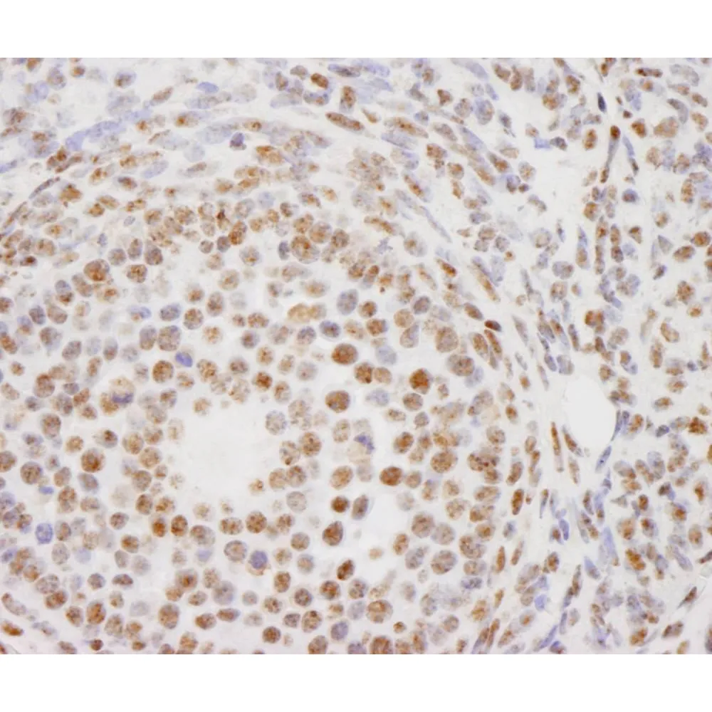 Rabbit anti-PELP1/MNAR IHC Antibody, Affinity Purified