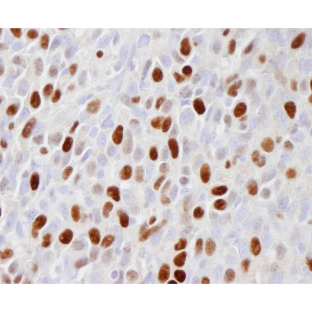 Rabbit anti-Phospho MCM2 (S108) IHC Antibody, Affinity Purified