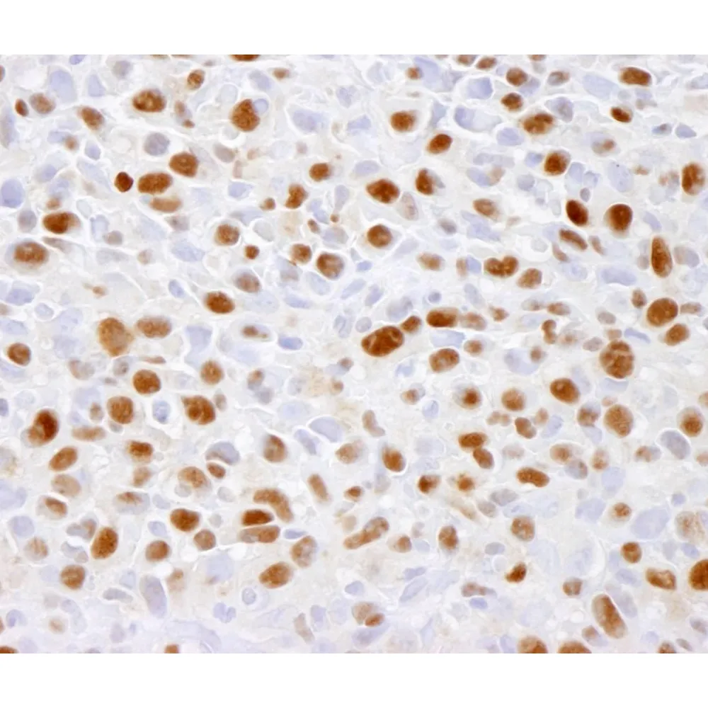 Rabbit anti-Phospho MCM2 (S41) IHC Antibody, Affinity Purified