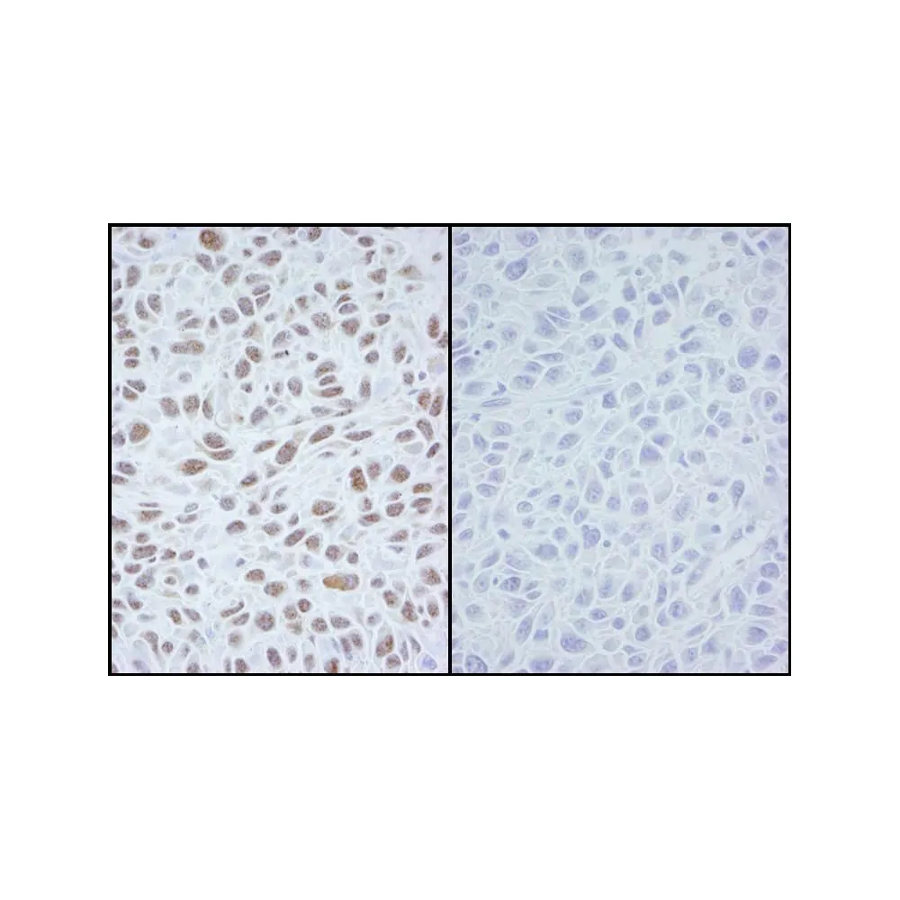 Rabbit anti-Phospho SMC1 (S966) IHC Antibody, Affinity Purified