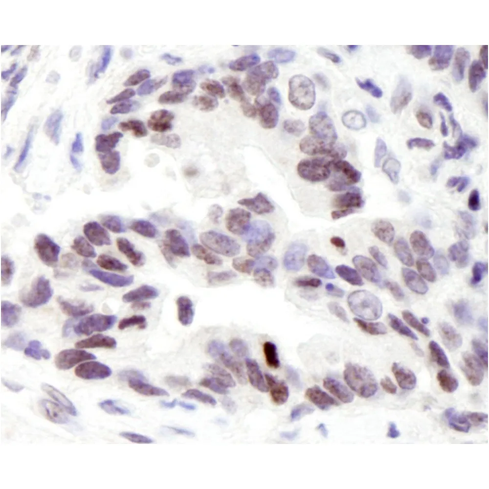 Rabbit anti-ASC2 IHC Antibody, Affinity Purified