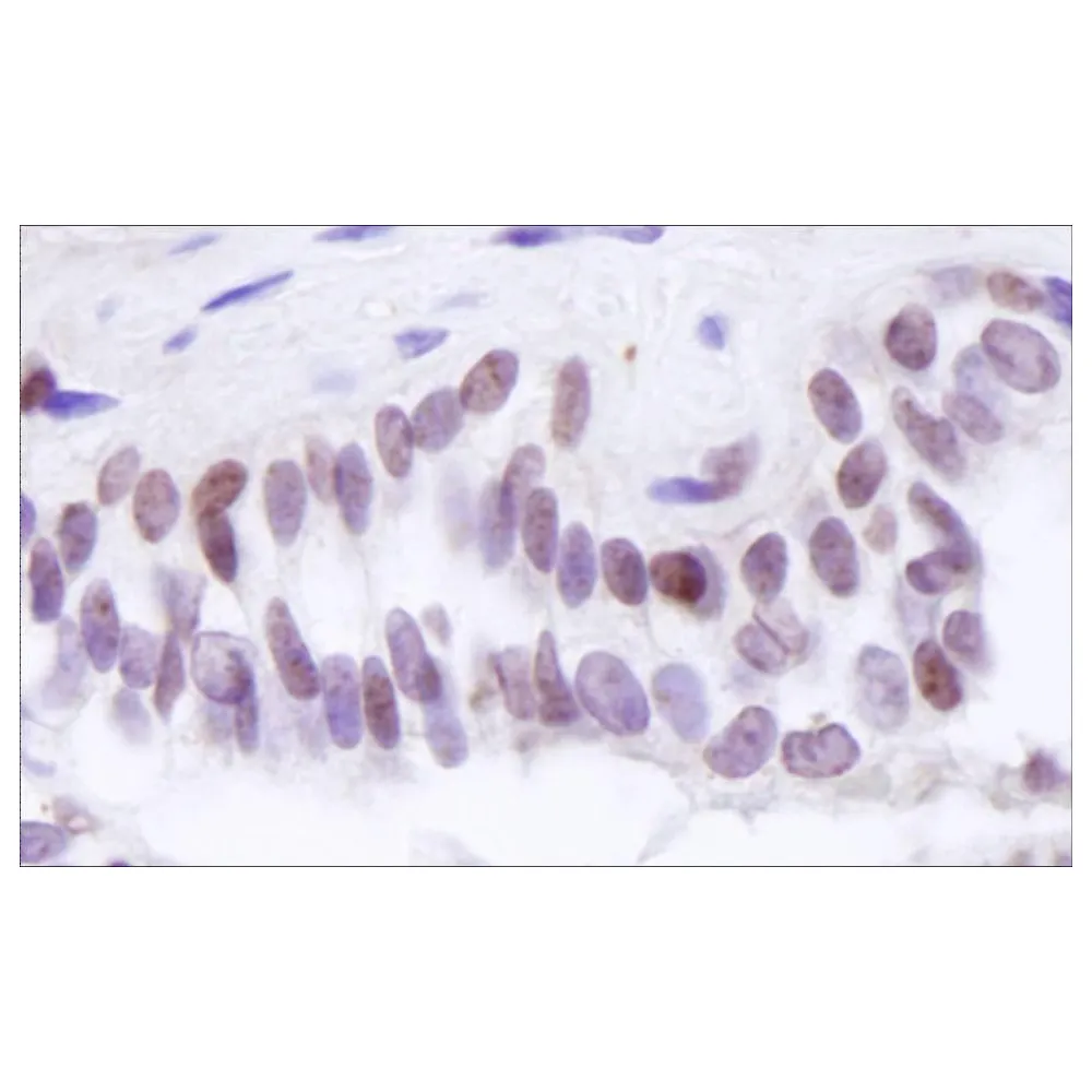 Rabbit anti-BRD8 IHC Antibody, Affinity Purified