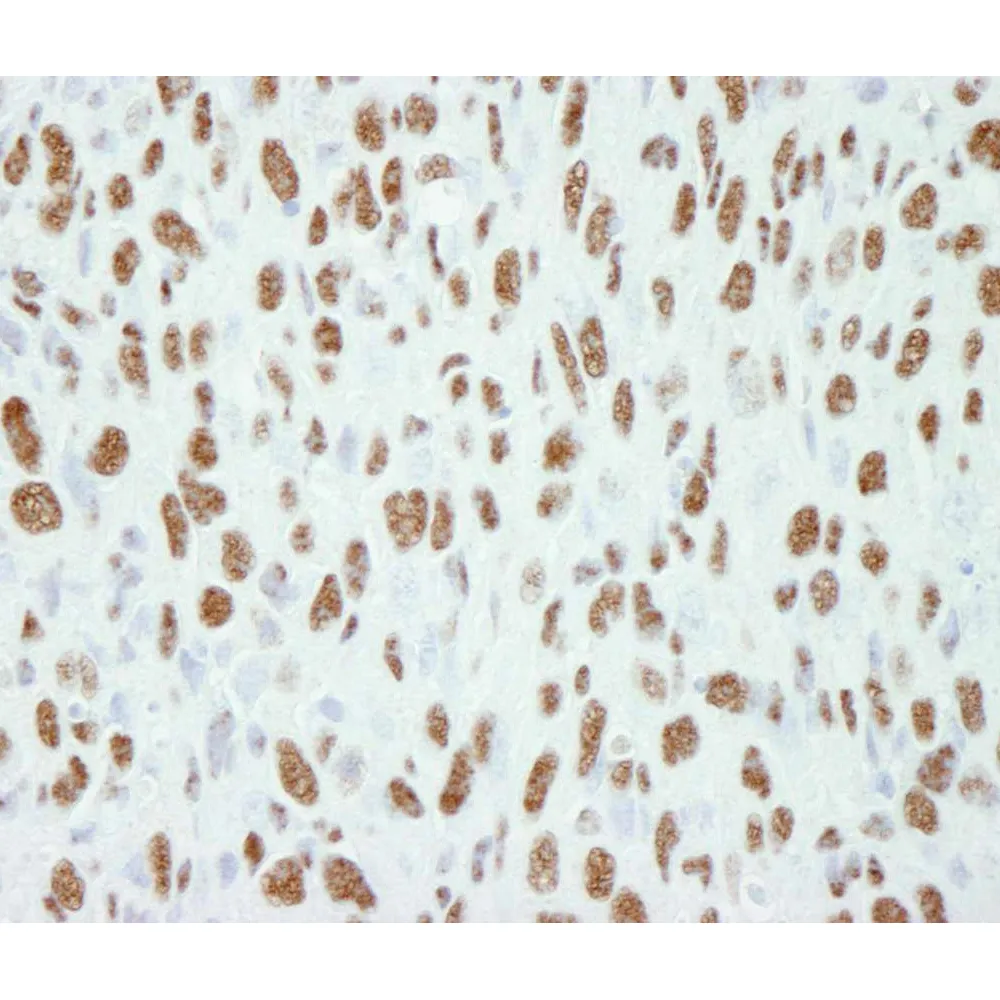 Rabbit anti-CA150 IHC Antibody, Affinity Purified