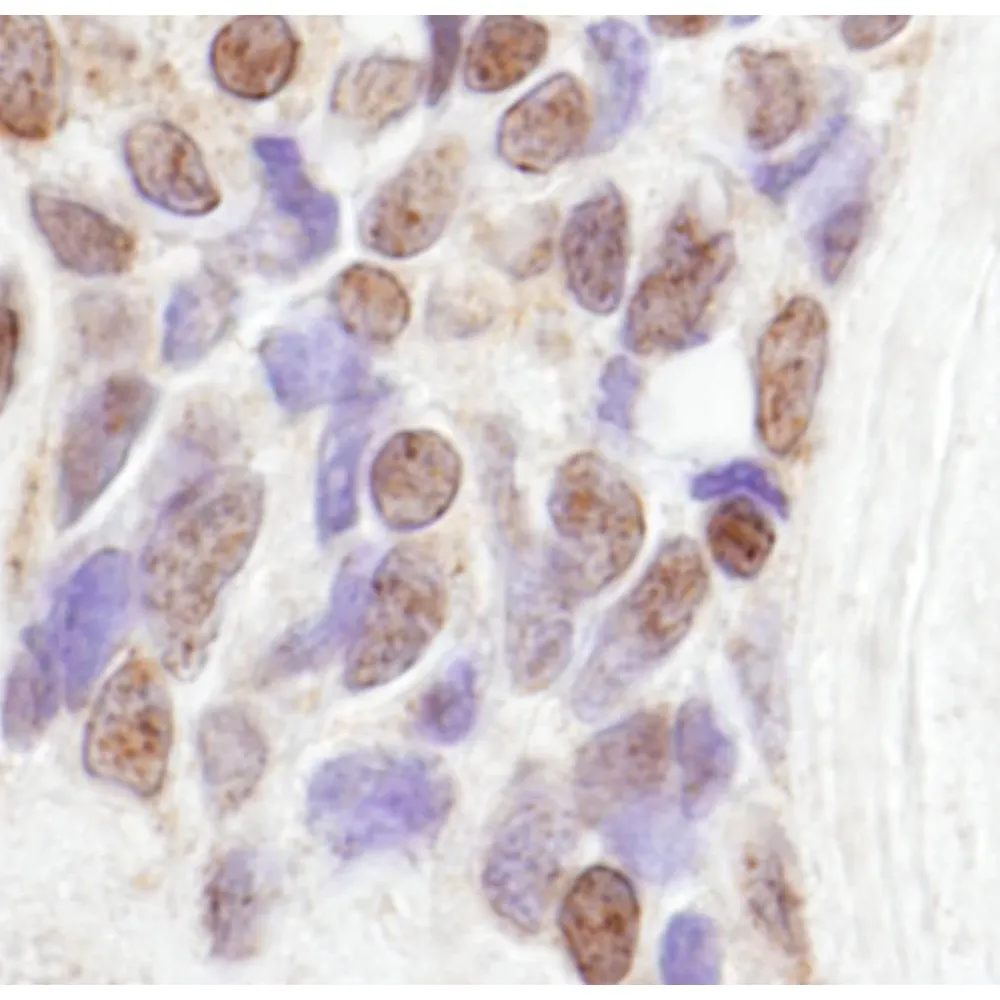 Rabbit anti-CoAA IHC Antibody, Affinity Purified