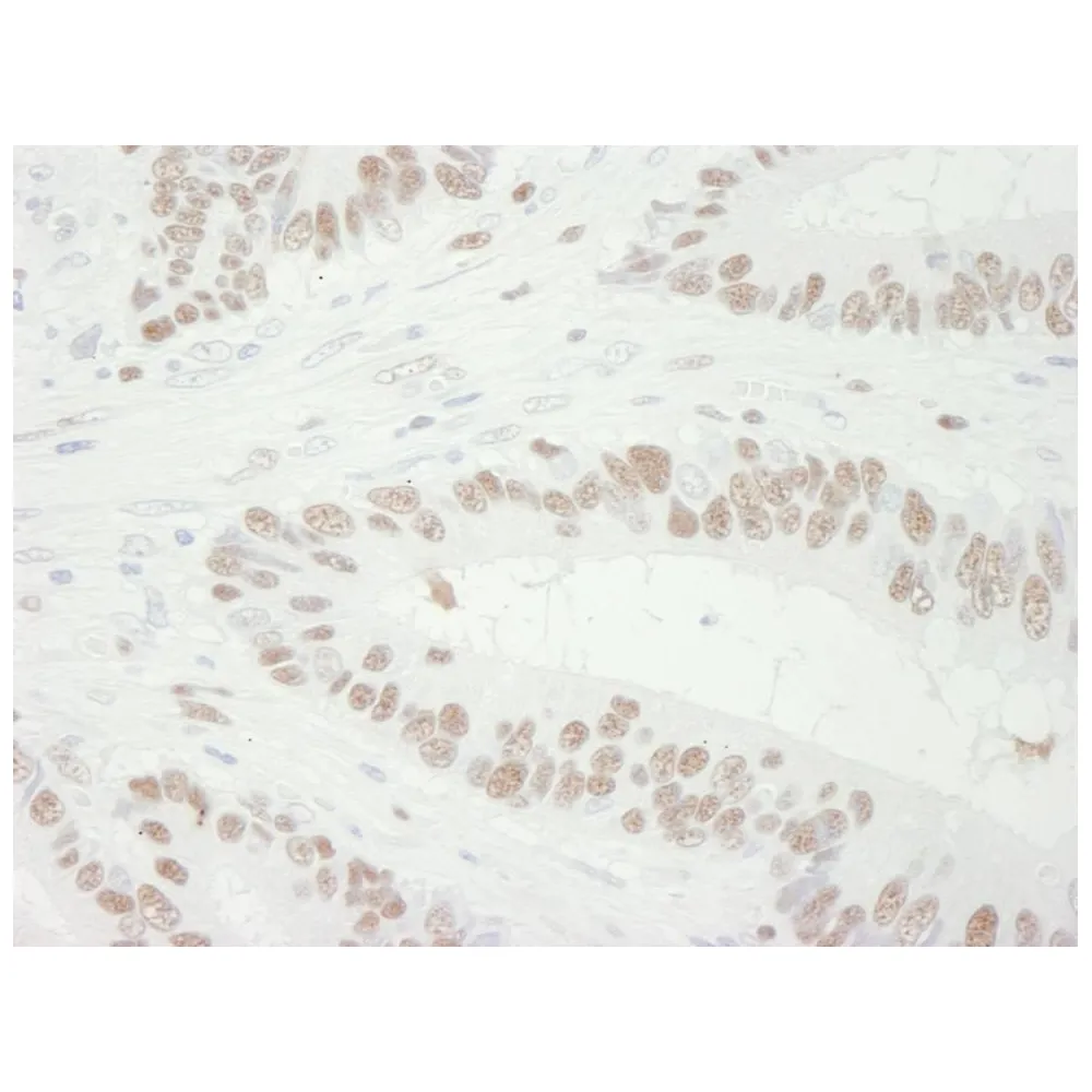 Goat anti-MCM3 IHC Antibody, Affinity Purified