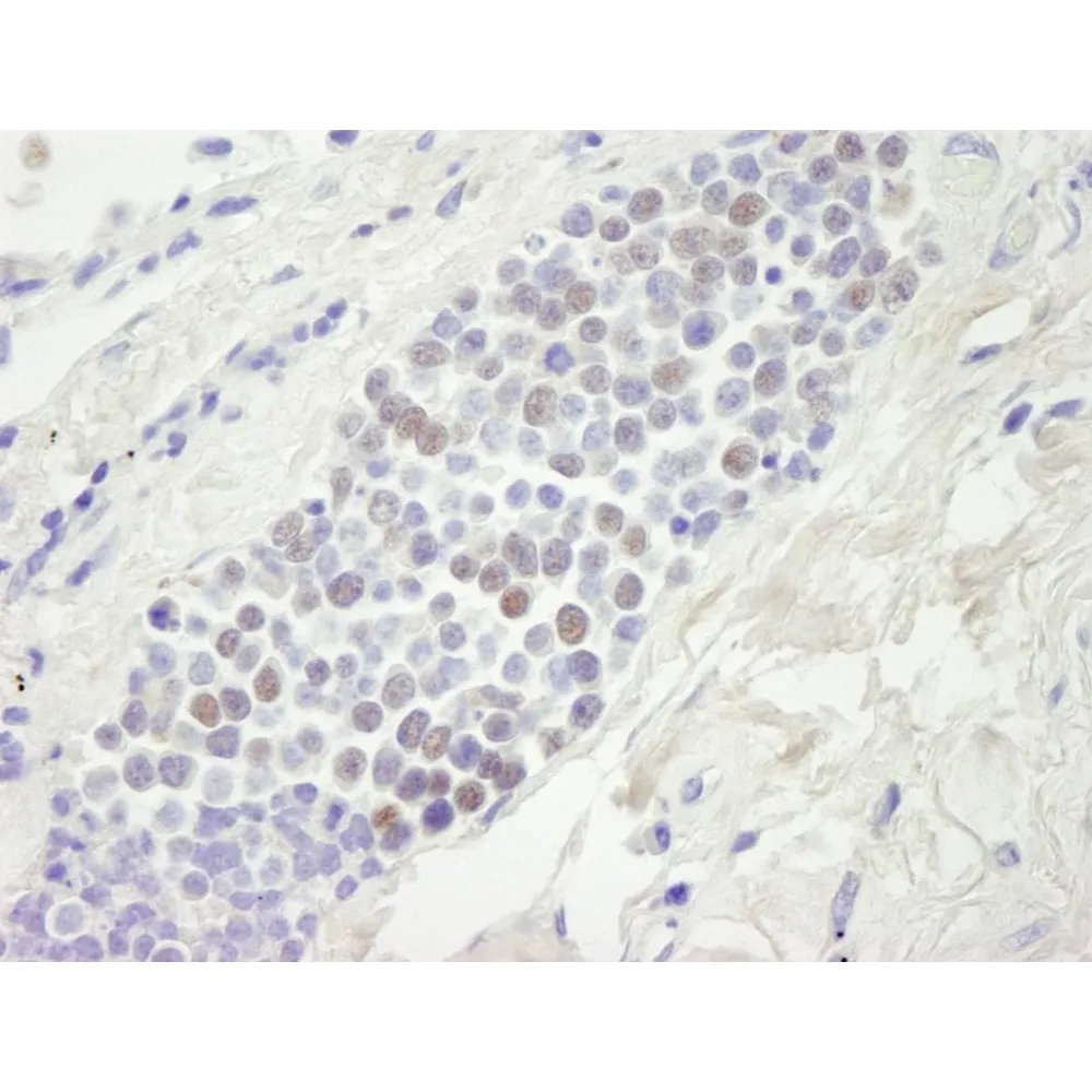 Goat anti-MCM4 IHC Antibody, Affinity Purified