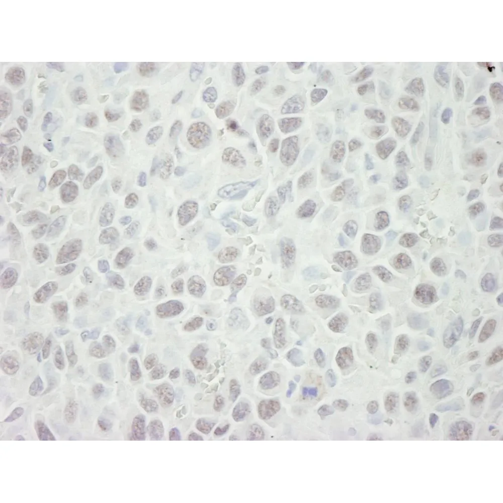 Rabbit anti-MCM5 IHC Antibody, Affinity Purified