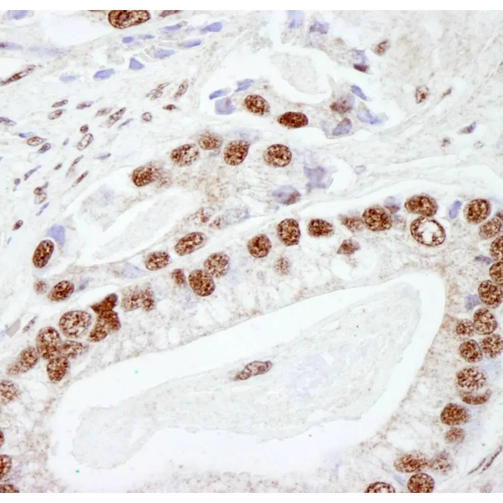 Rabbit anti-DNA-PKcs IHC Antibody, Affinity Purified