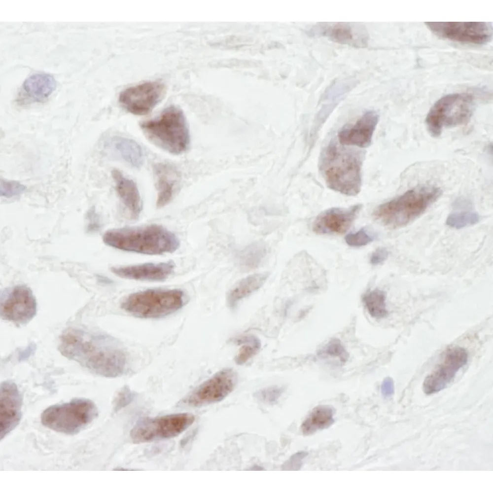 Rabbit anti-PNUTS IHC Antibody, Affinity Purified