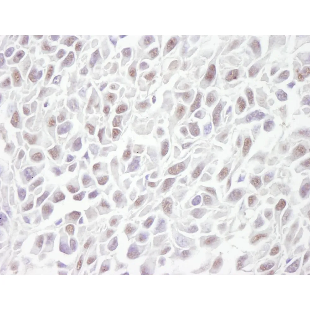 Rabbit anti-SMC3 IHC Antibody, Affinity Purified