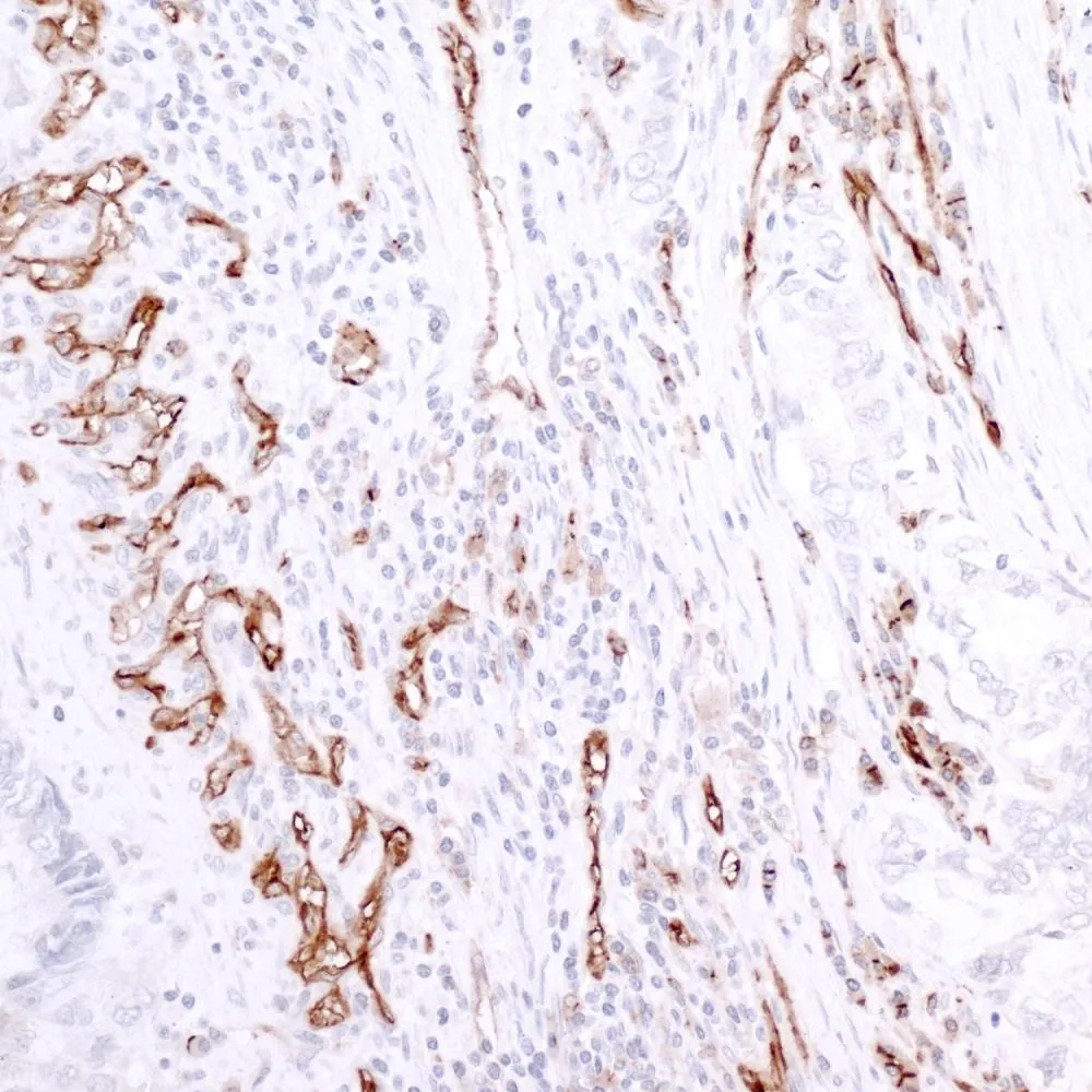 Rabbit anti-CD31/PECAM-1 IHC Antibody, Affinity Purified