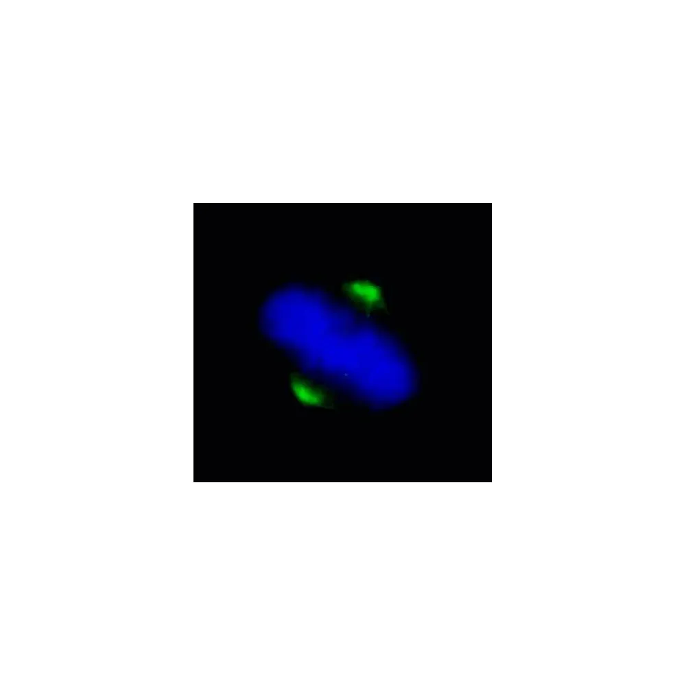 Rabbit anti-ASPM IHC Antibody, Affinity Purified