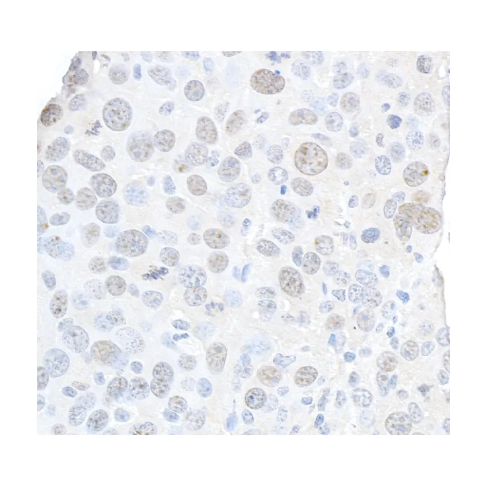 Rabbit anti-gamma-H2AX IHC Antibody, Affinity Purified