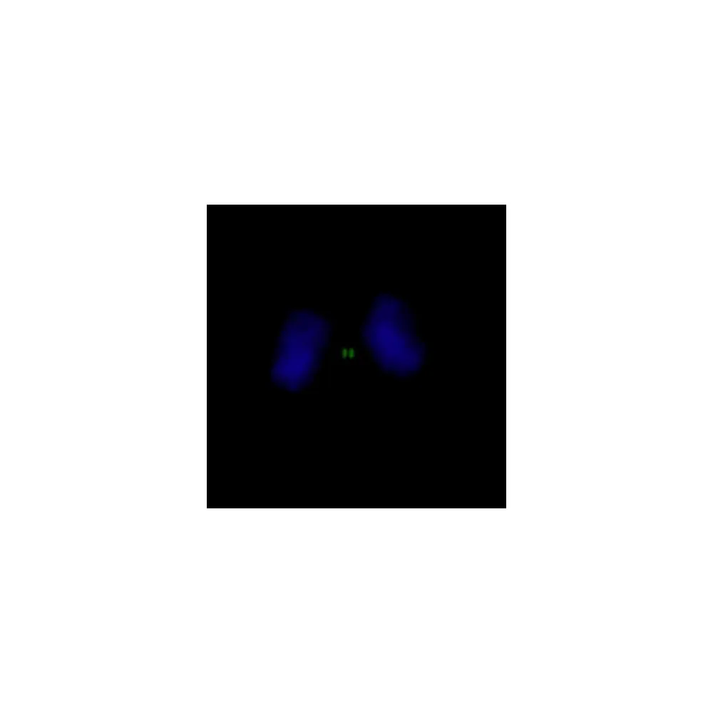 Rabbit anti-INCENP IHC Antibody, Affinity Purified