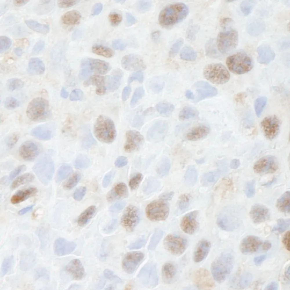Rabbit anti-MCM3 IHC Antibody, Affinity Purified