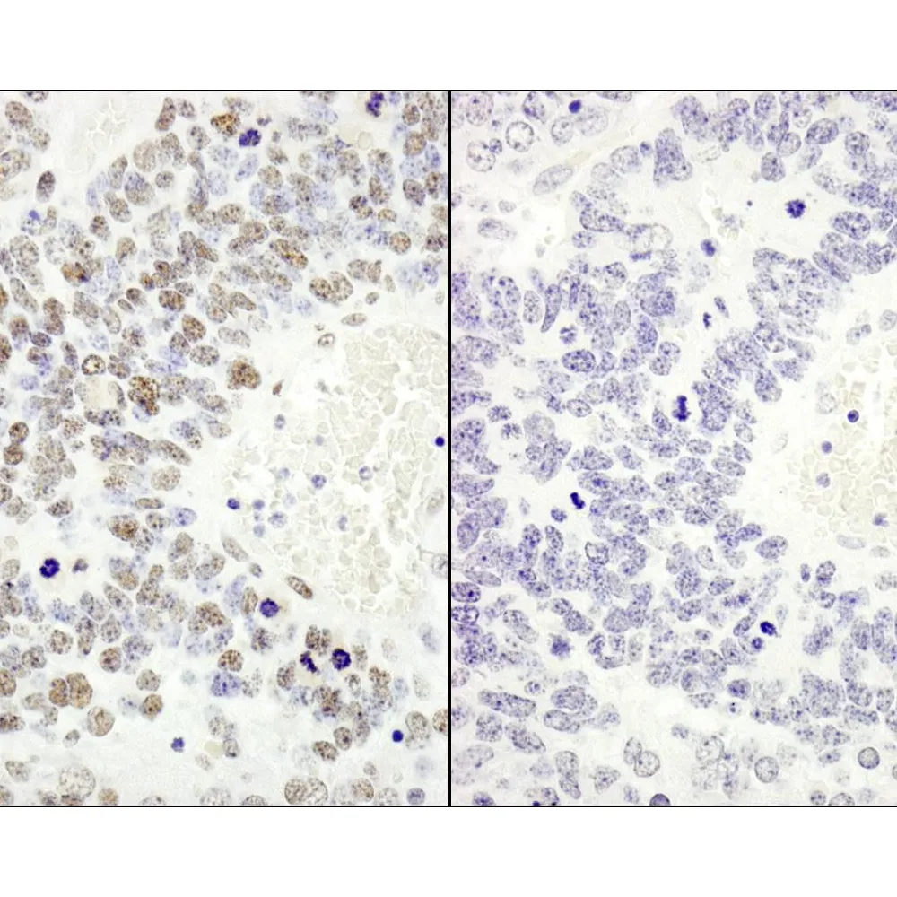 Rabbit anti-Phospho MCM2 (S53) IHC Antibody, Affinity Purified