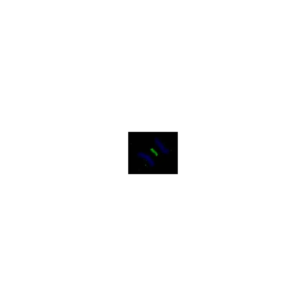 Rabbit anti-PLK1 IHC Antibody, Affinity Purified