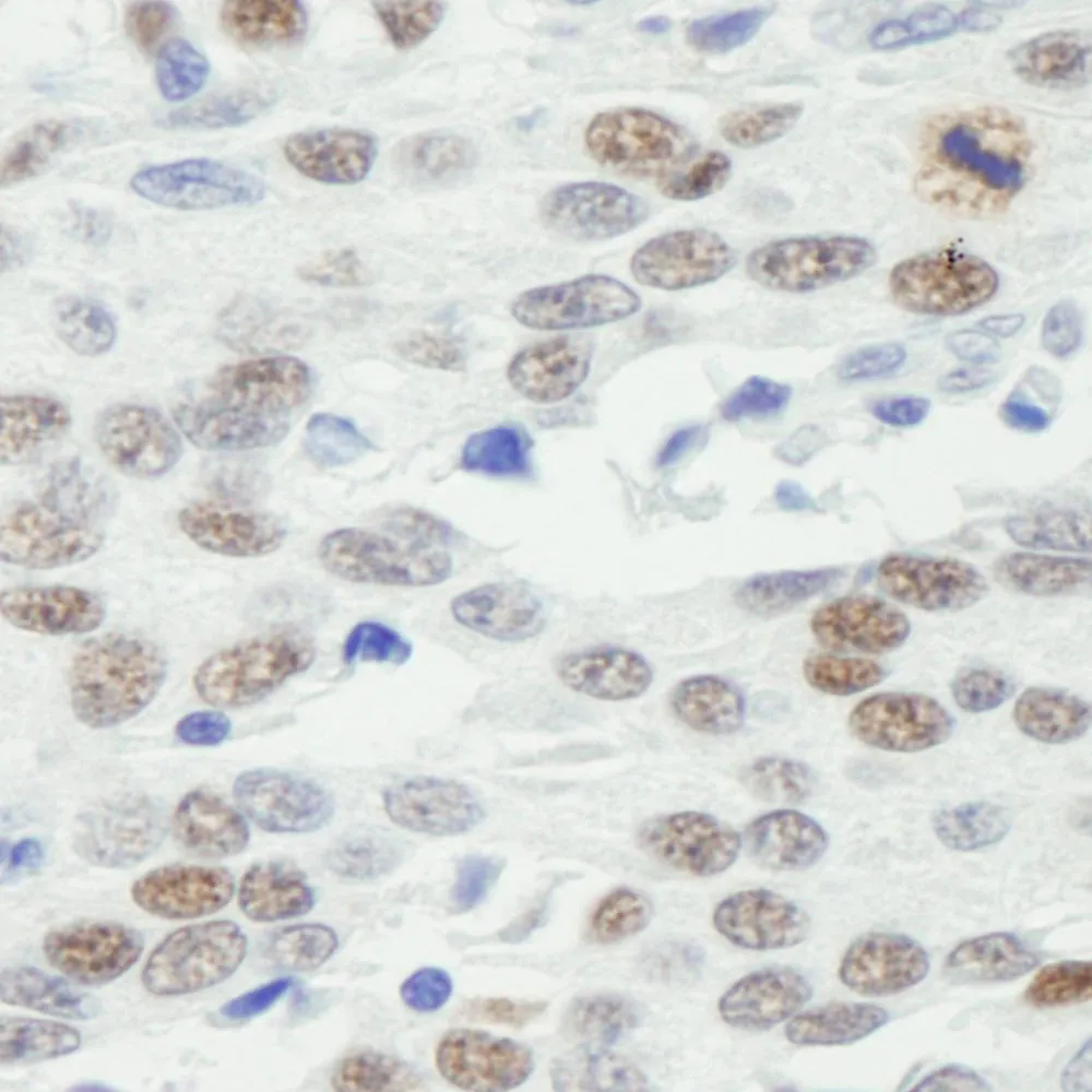 Rabbit anti-MDC1 IHC Antibody, Affinity Purified