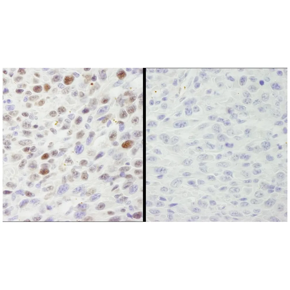 Rabbit anti-Phospho MCM2 (S40/S41) IHC Antibody, Affinity Purified