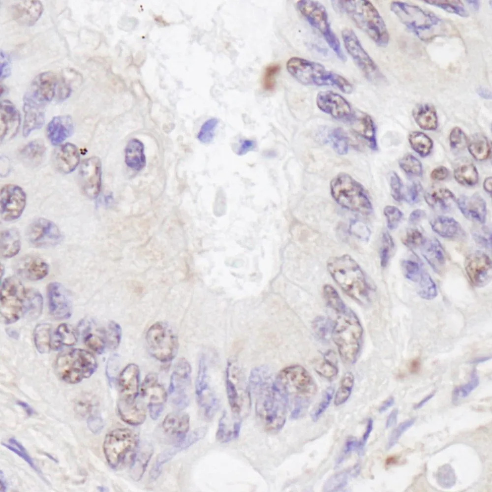 Rabbit anti-BTF IHC Antibody, Affinity Purified
