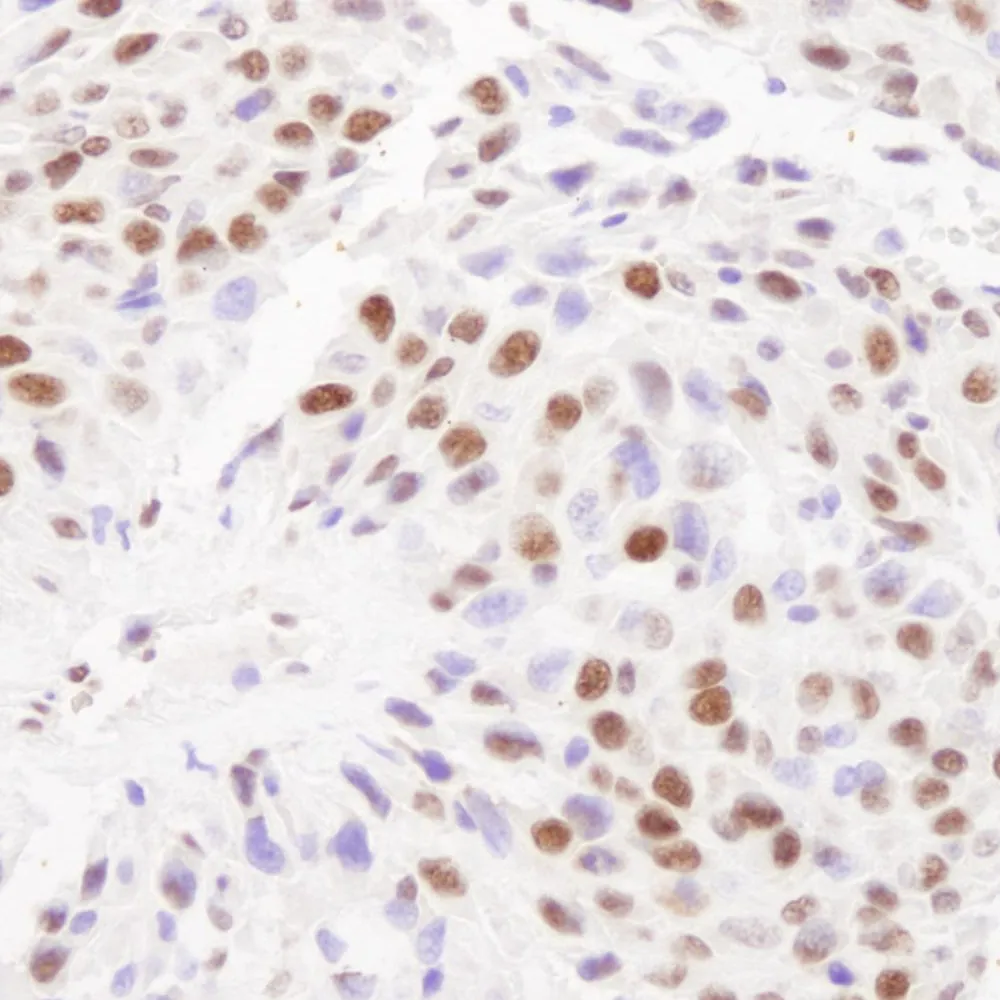 Rabbit anti-Matrin 3 IHC Antibody, Affinity Purified