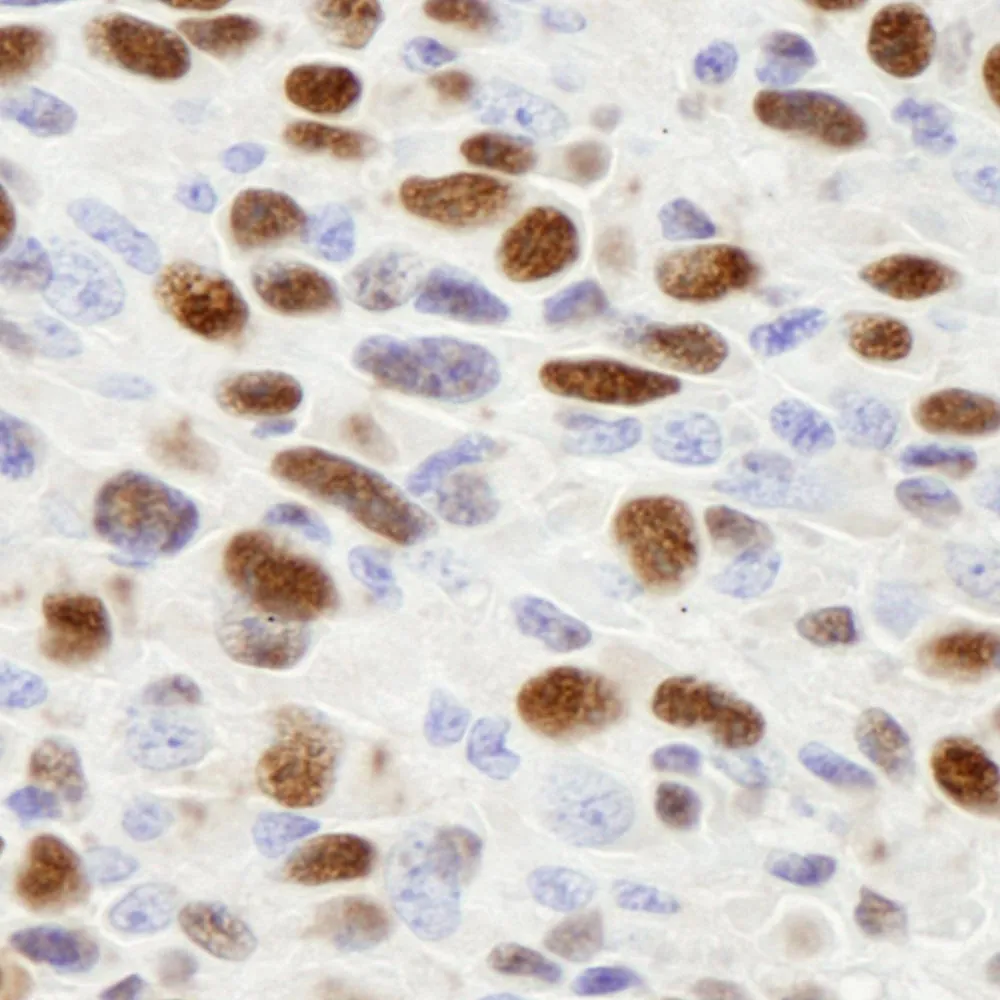 Rabbit anti-hnRNP-H IHC Antibody, Affinity Purified