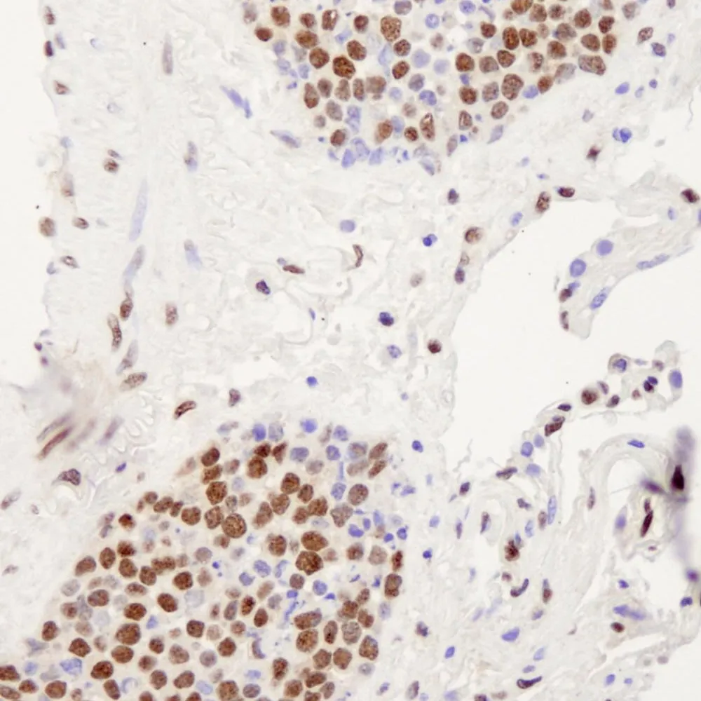 Rabbit anti-hnRNP-U IHC Antibody, Affinity Purified