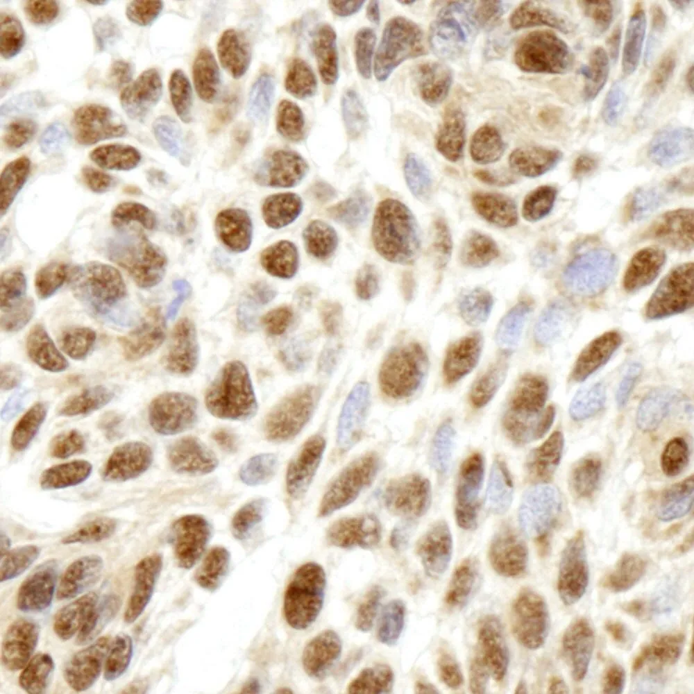 Rabbit anti-RPL26 IHC Antibody, Affinity Purified