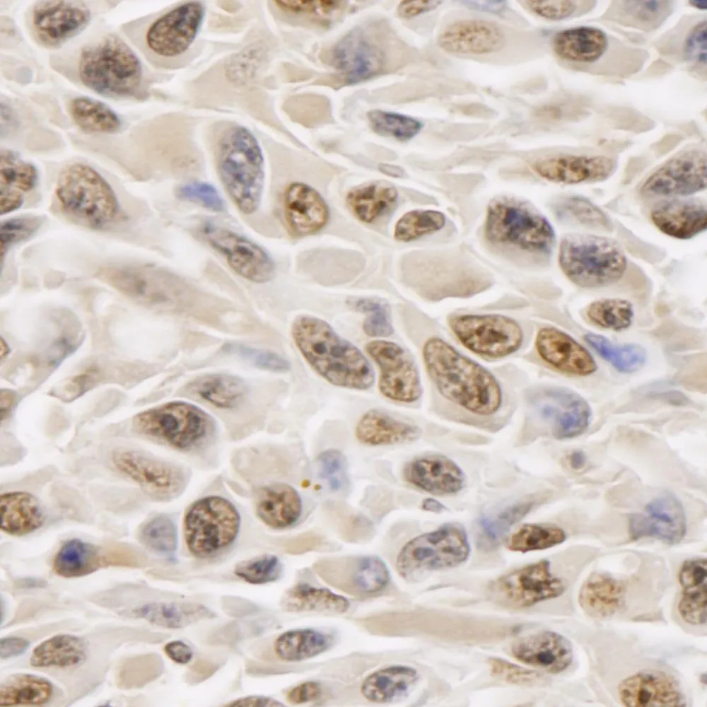 Rabbit anti-GAPDH IHC Antibody, Affinity Purified