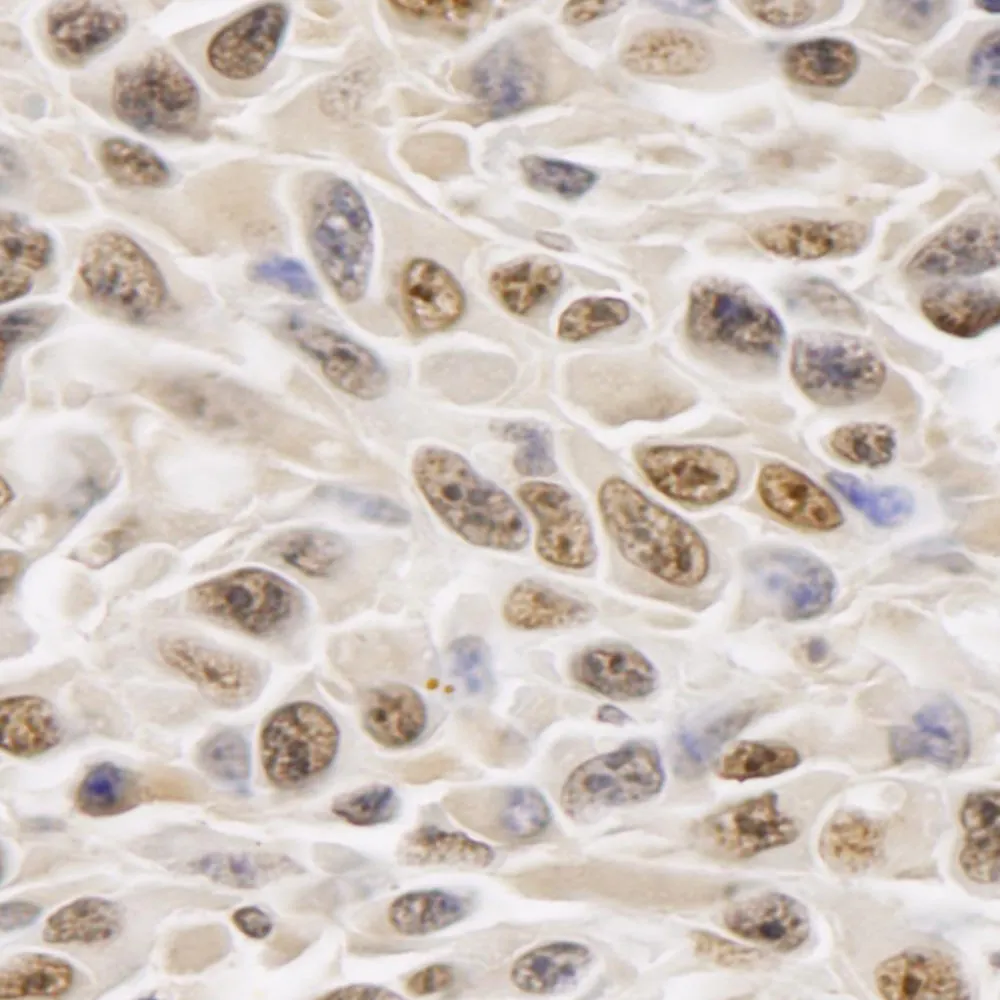 Rabbit anti-GAPDH IHC Antibody, Affinity Purified