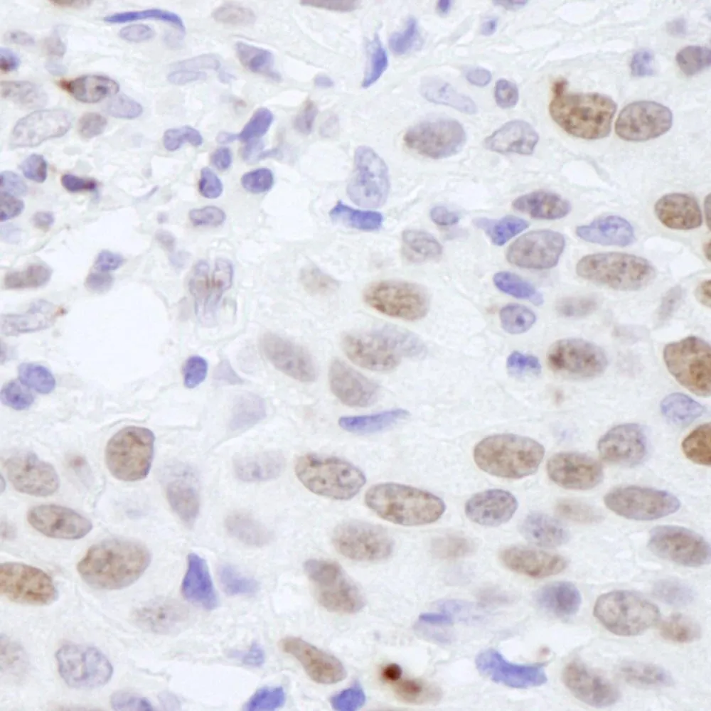 Rabbit anti-Histone H4 IHC Antibody, Affinity Purified