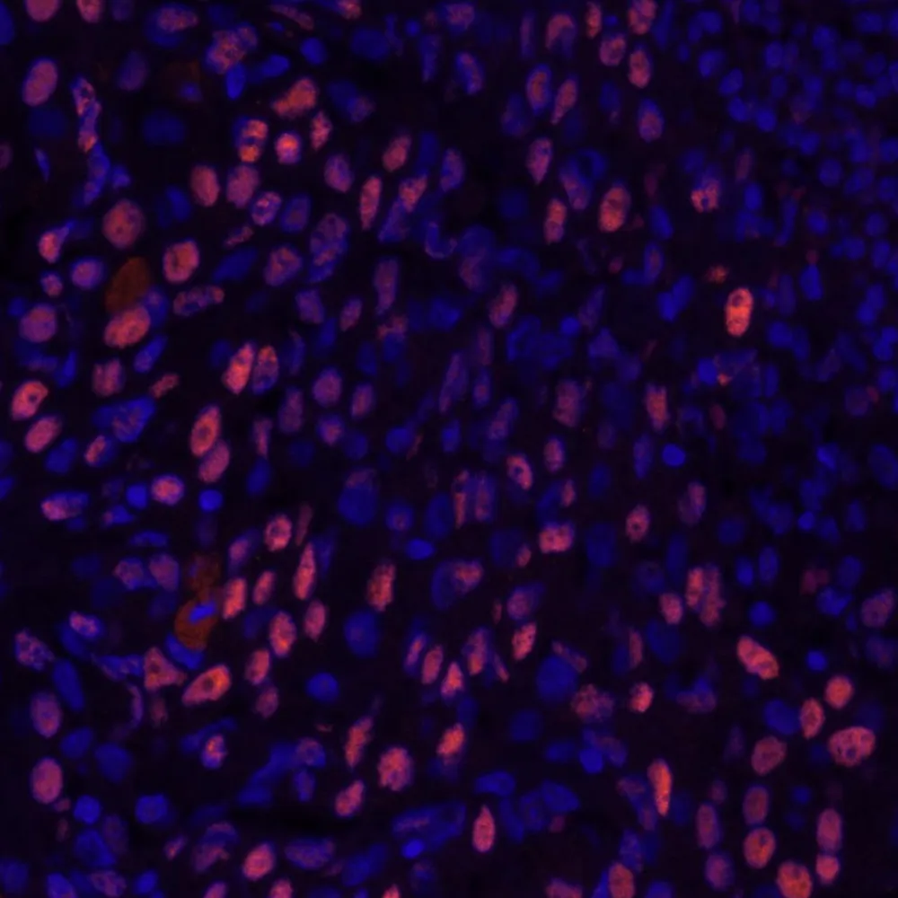 Rabbit anti-GTF2I/TFII-I IHC Antibody, Affinity Purified