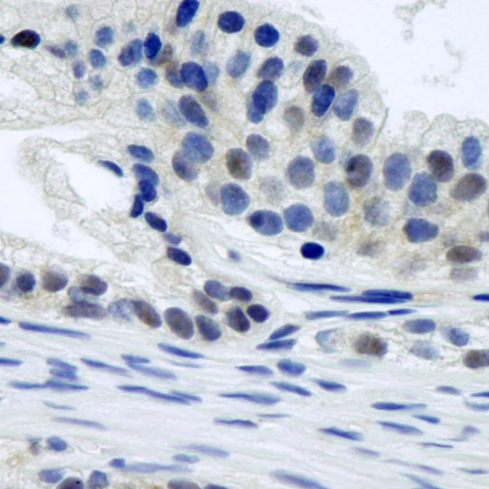 Rabbit anti-CSN1 IHC Antibody, Affinity Purified