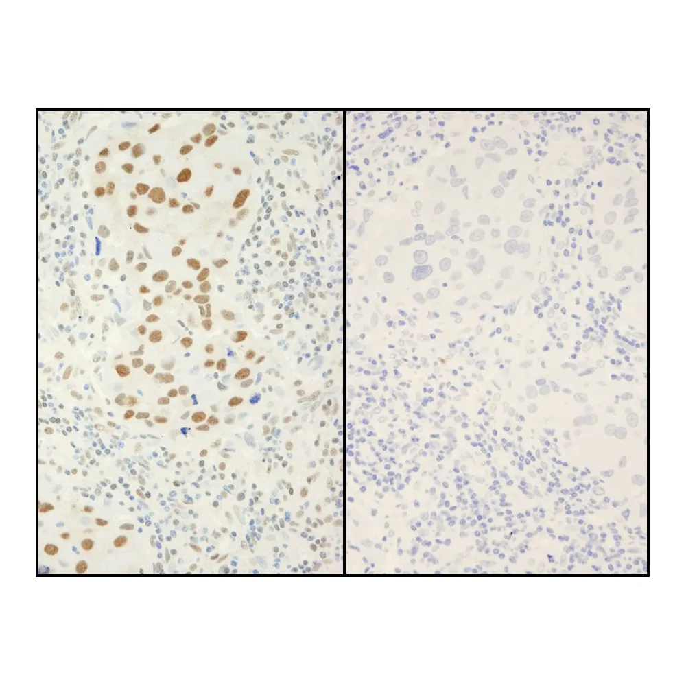 Rabbit anti-Phospho XRCC1 (S518/T519/T523) IHC Antibody, Affinity Purified
