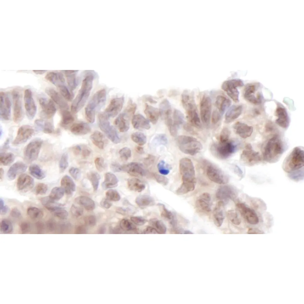 Rabbit anti-AF9 IHC Antibody, Affinity Purified