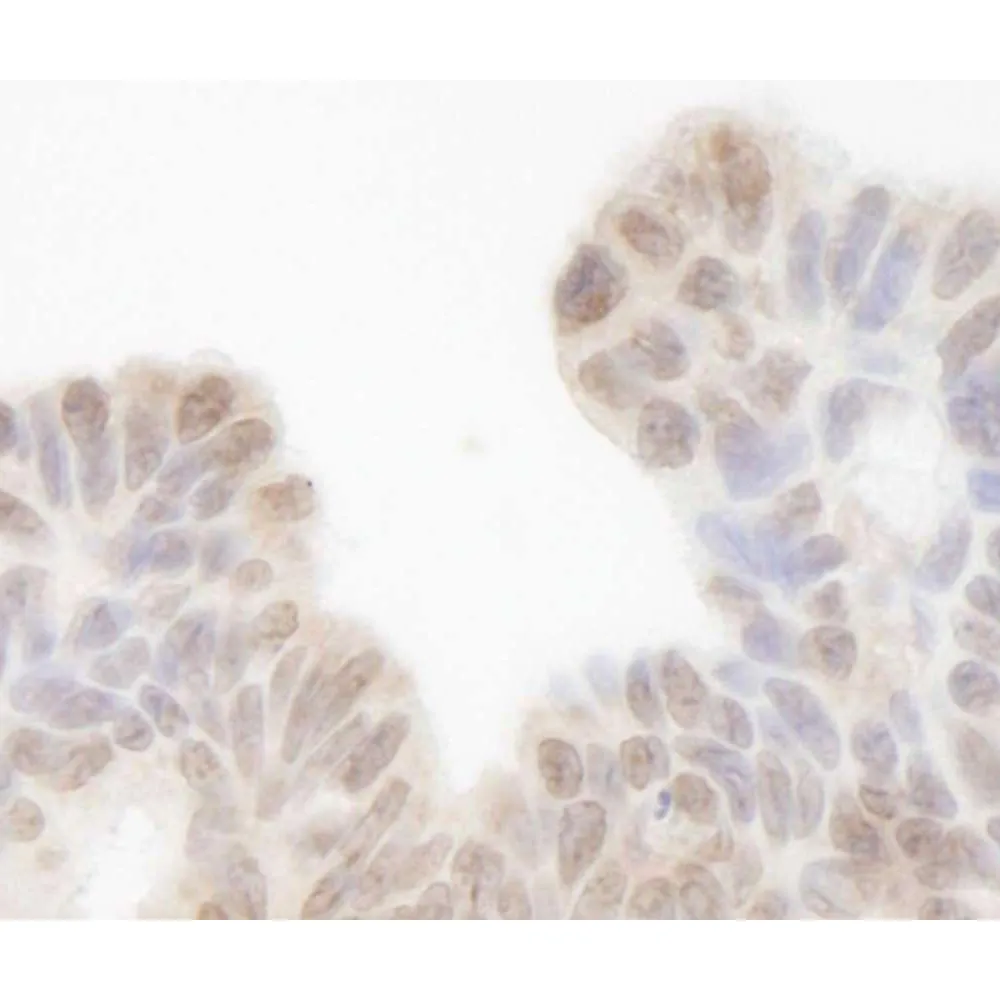 Rabbit anti-Sin3A IHC Antibody, Affinity Purified