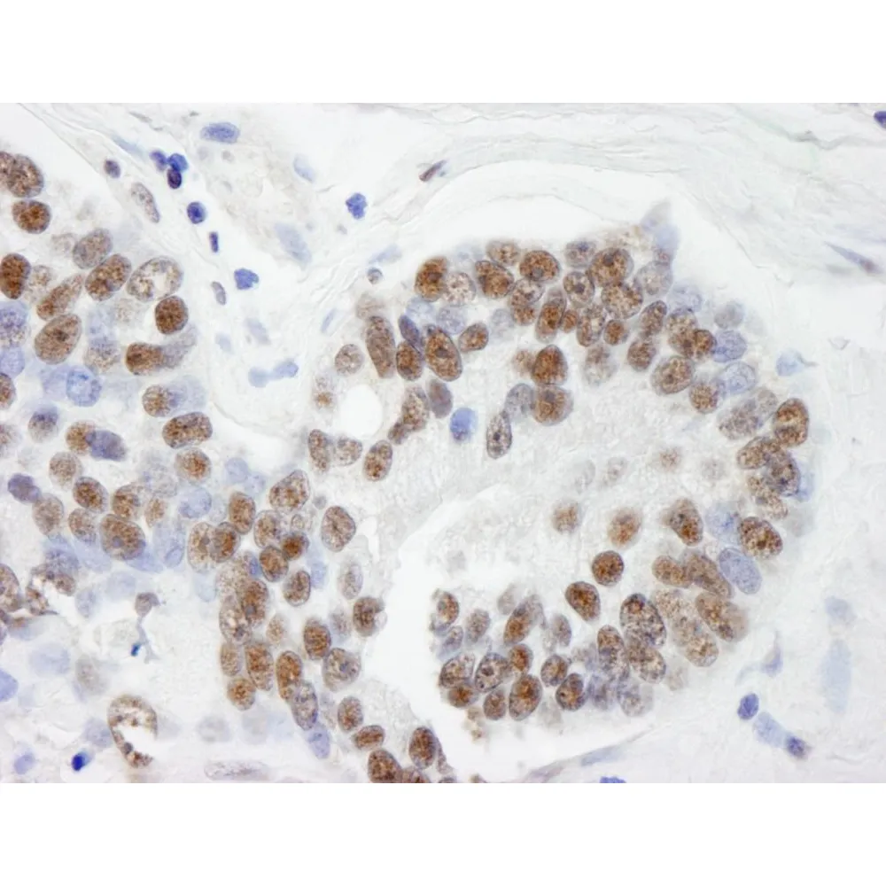 Rabbit anti-THRAP3/TRAP150 IHC Antibody, Affinity Purified
