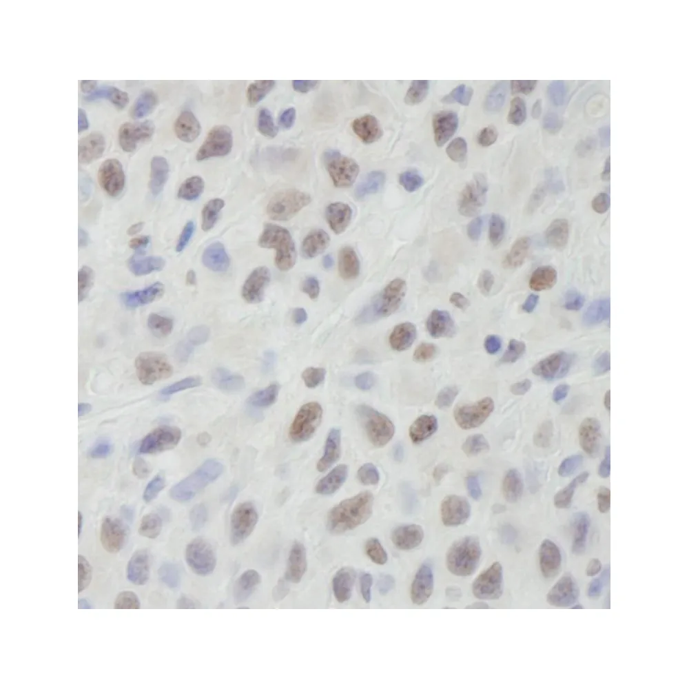 Rabbit anti-DHX9 IHC Antibody, Affinity Purified