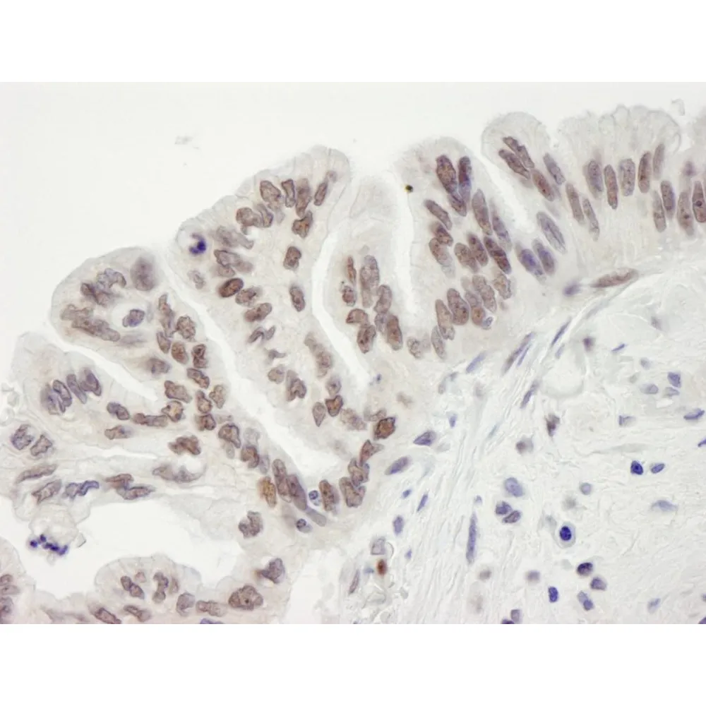 Rabbit anti-RbBP7 IHC Antibody, Affinity Purified