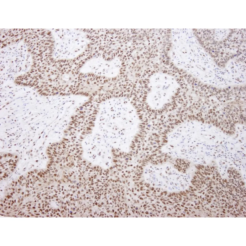 Rabbit anti-EFTUD2/SNRP116 IHC Antibody, Affinity Purified