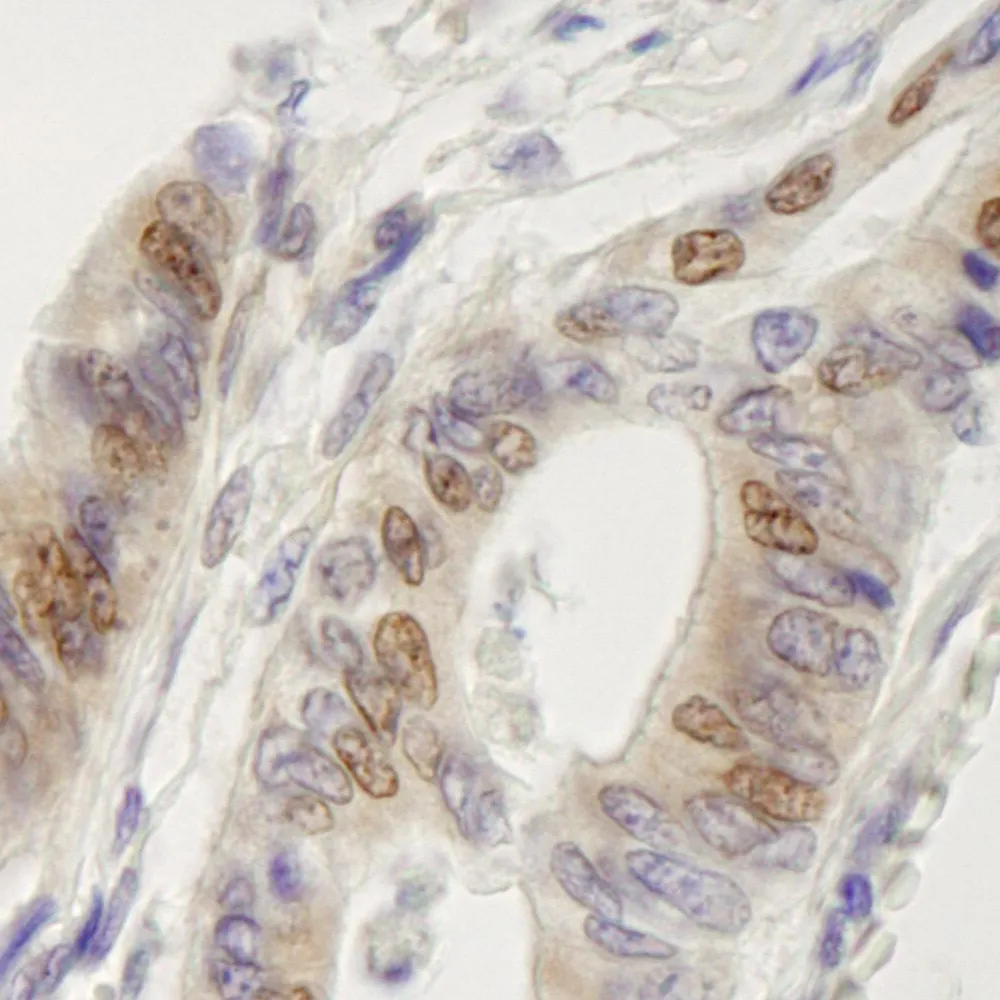 Rabbit anti-IRF3 IHC Antibody, Affinity Purified