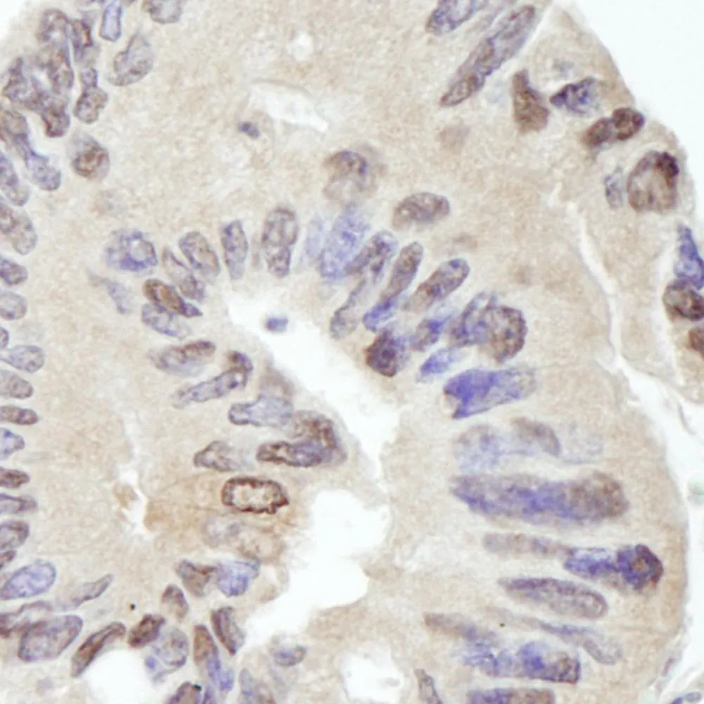 Rabbit anti-USP10 IHC Antibody, Affinity Purified