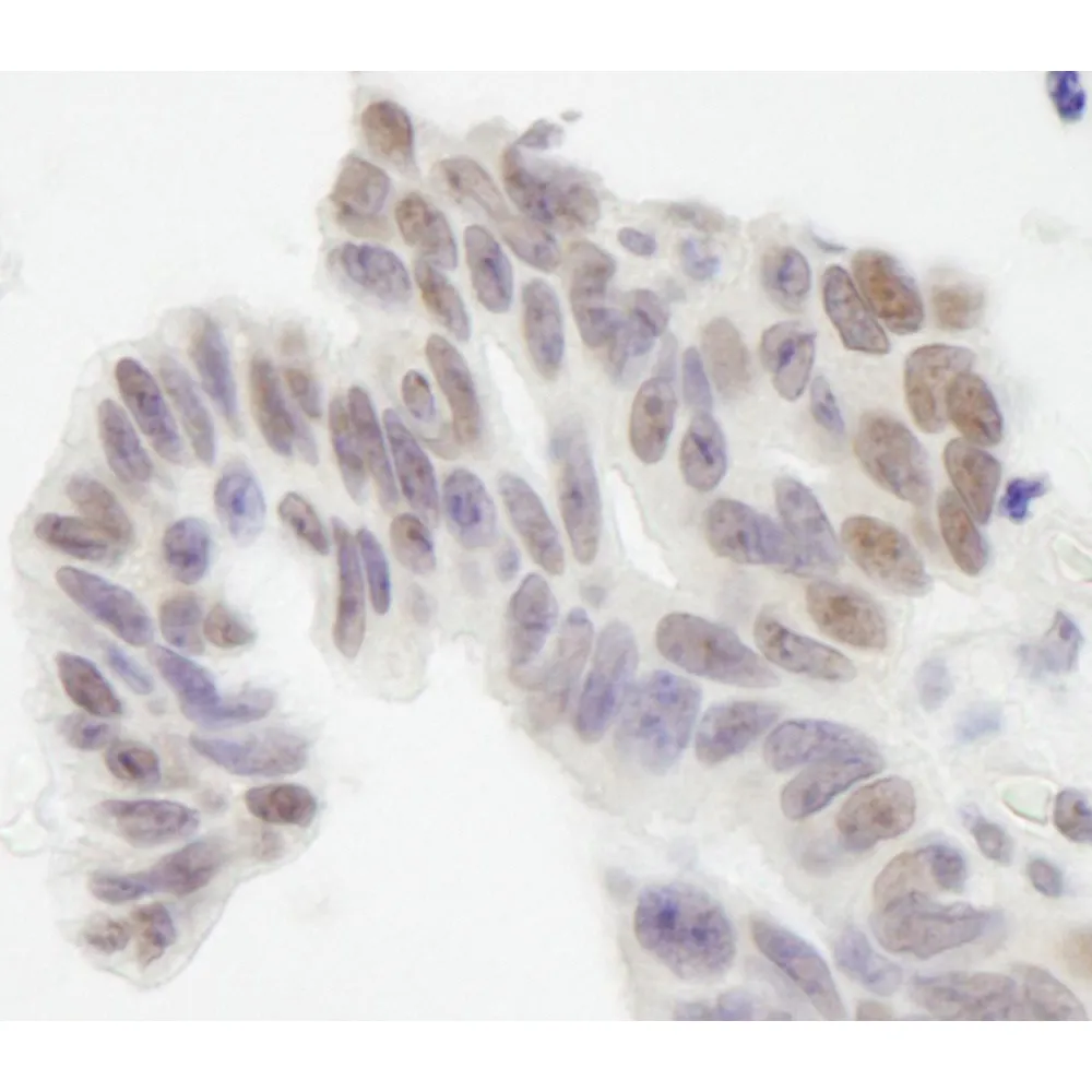 Rabbit anti-XLF IHC Antibody, Affinity Purified