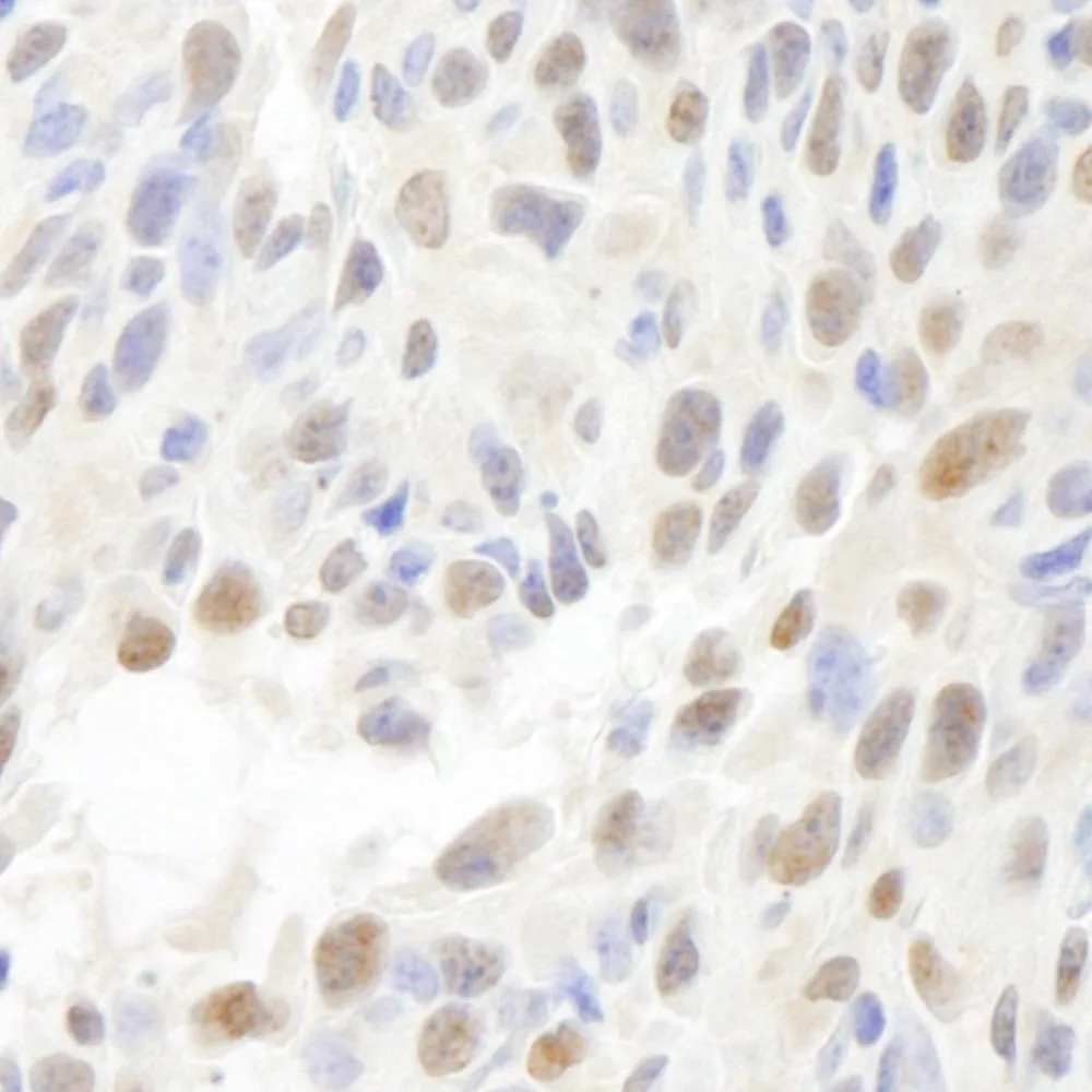 Rabbit anti-MCAF IHC Antibody, Affinity Purified