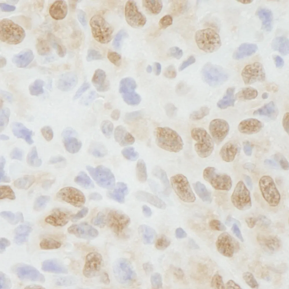 Rabbit anti-NIF1 IHC Antibody, Affinity Purified