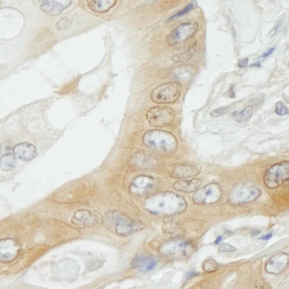 Rabbit anti-NMI IHC Antibody, Affinity Purified