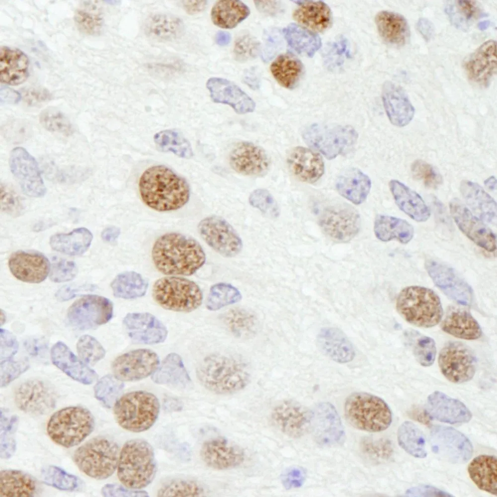 Rabbit anti-FOX2/RBM9 IHC Antibody, Affinity Purified