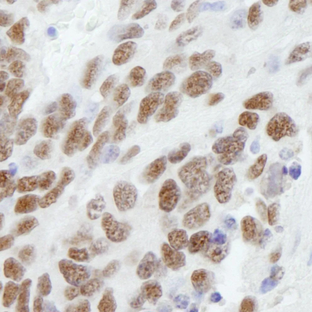 Rabbit anti-CBX3 IHC Antibody, Affinity Purified