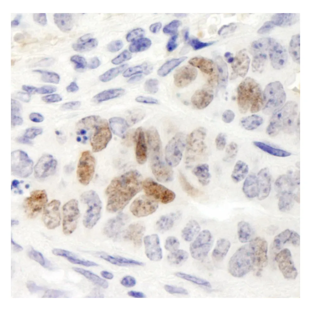 Rabbit anti-Nanog IHC Antibody, Affinity Purified
